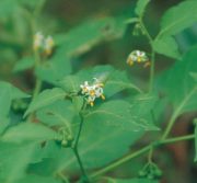 テリミノイヌホオズキ