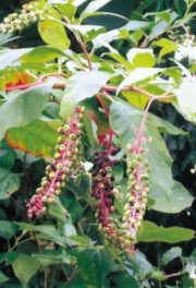 ヨウシュヤマゴボウ