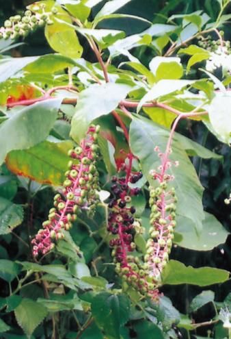 ヨウシュヤマゴボウ