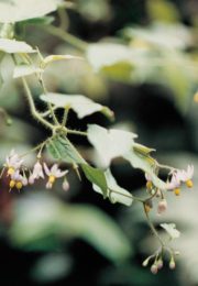 ヒヨドリジョウゴ