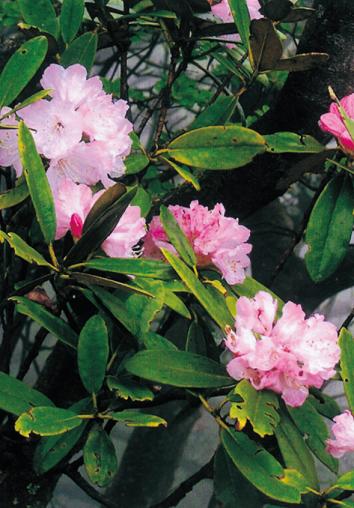 ツクシシャクナゲ