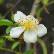 4月27日開催　「東区薬剤師会薬草観察ハイキング」のご案内